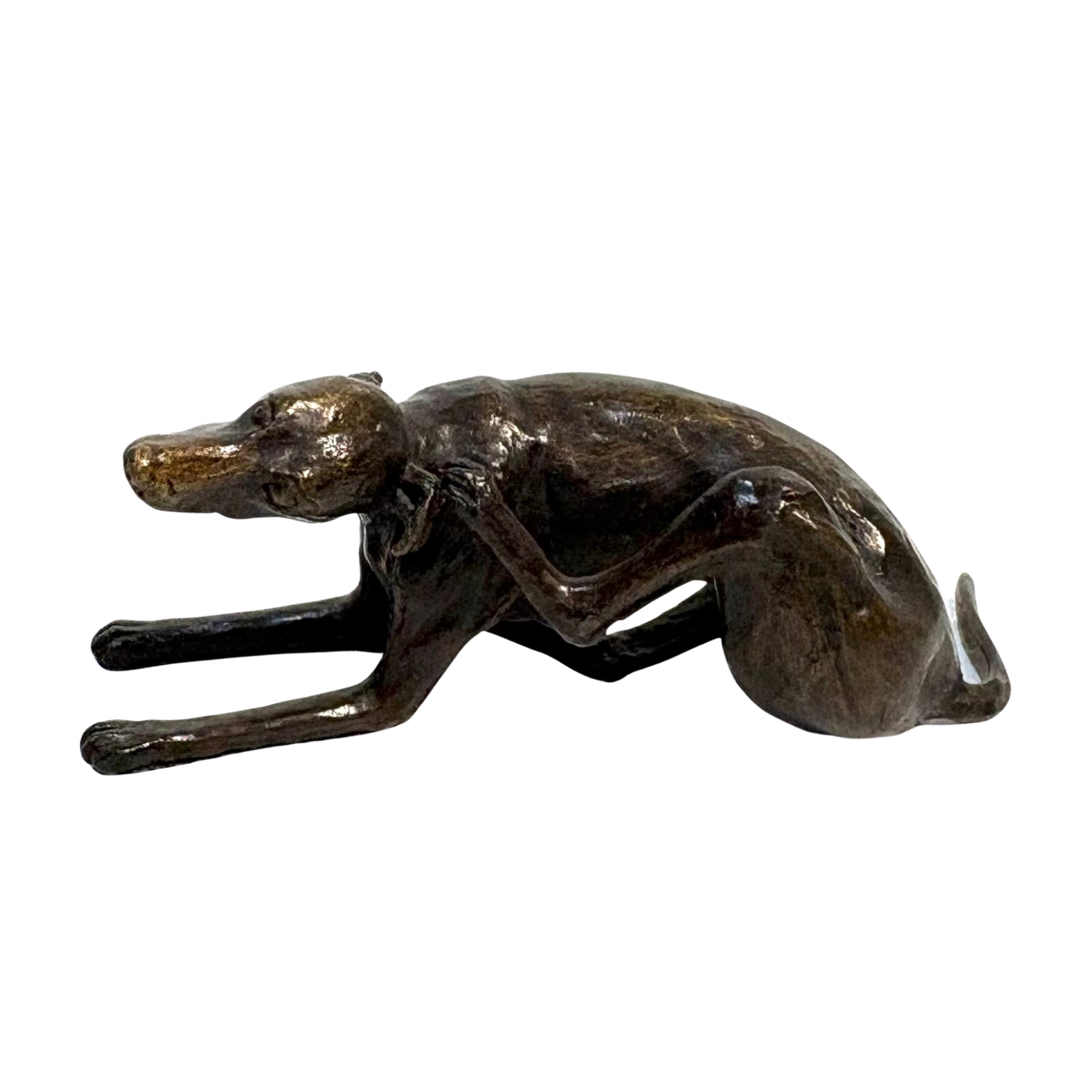 Whippet Scratching by Steve Boss, a figurative bronze sculpture of a whippet dog scratching its ear with its back leg.