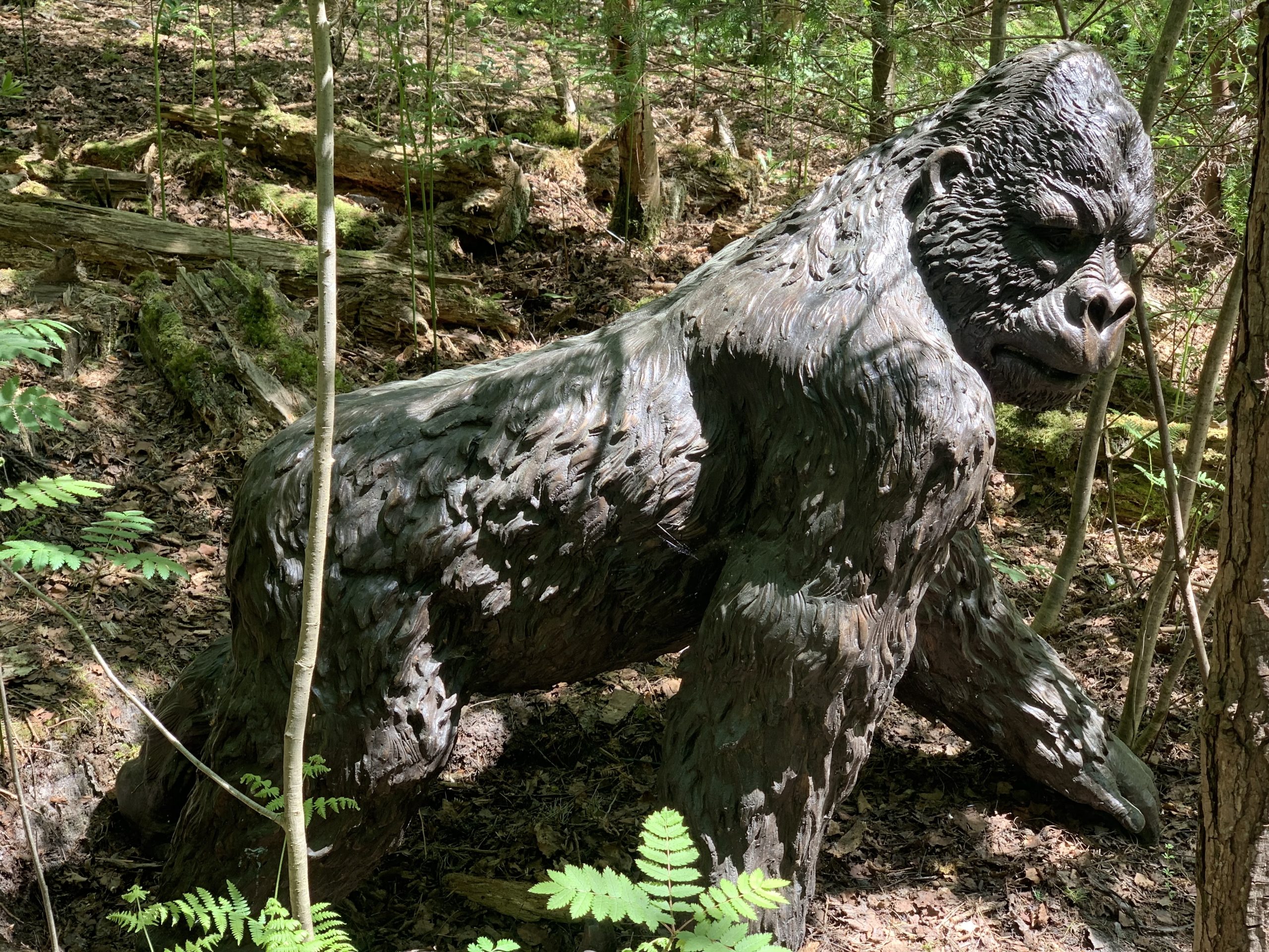 A realistic and life-size bronze sculpture of a Gorilla striding.