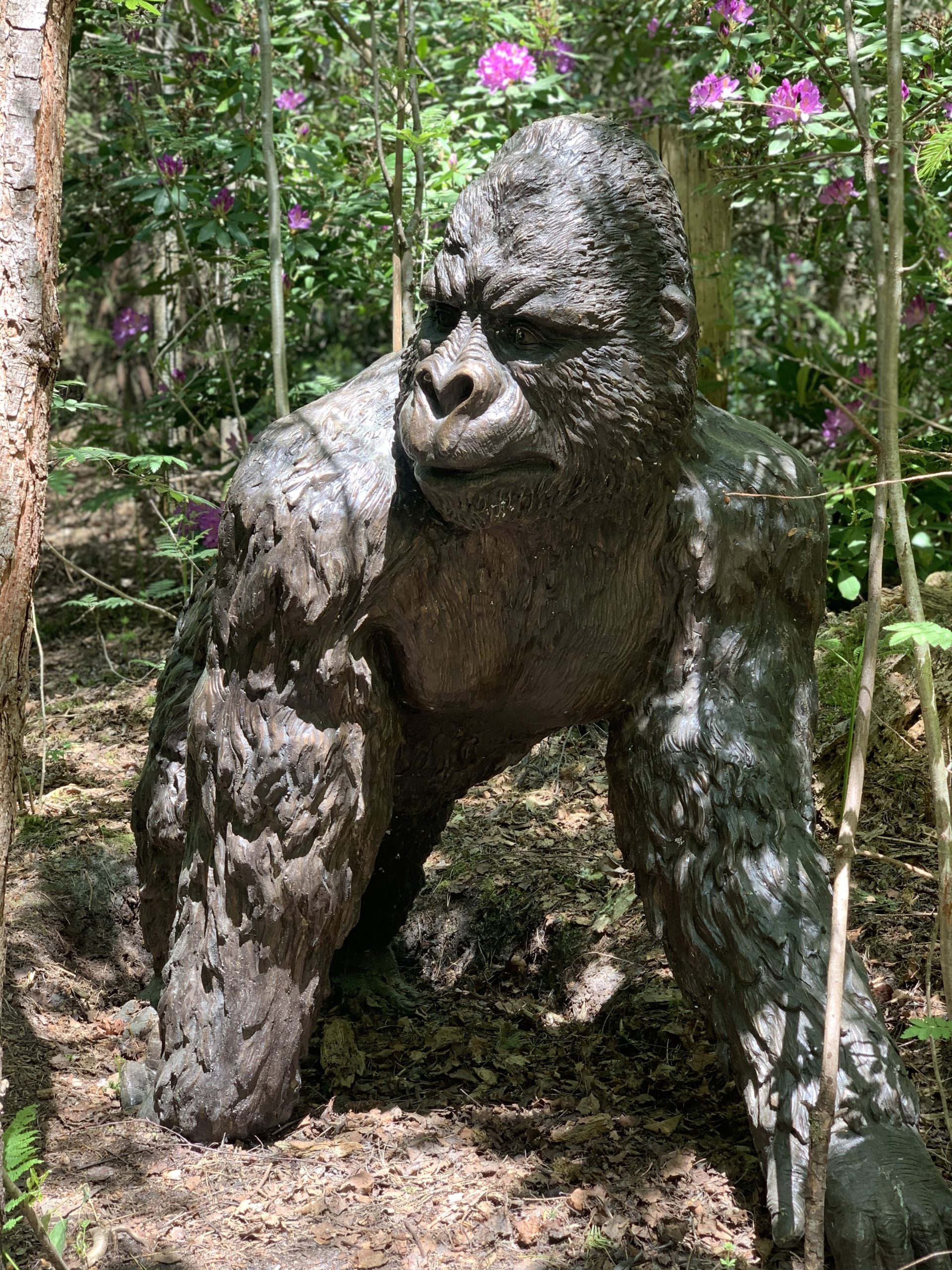 A realistic and life-size bronze sculpture of a Gorilla striding.