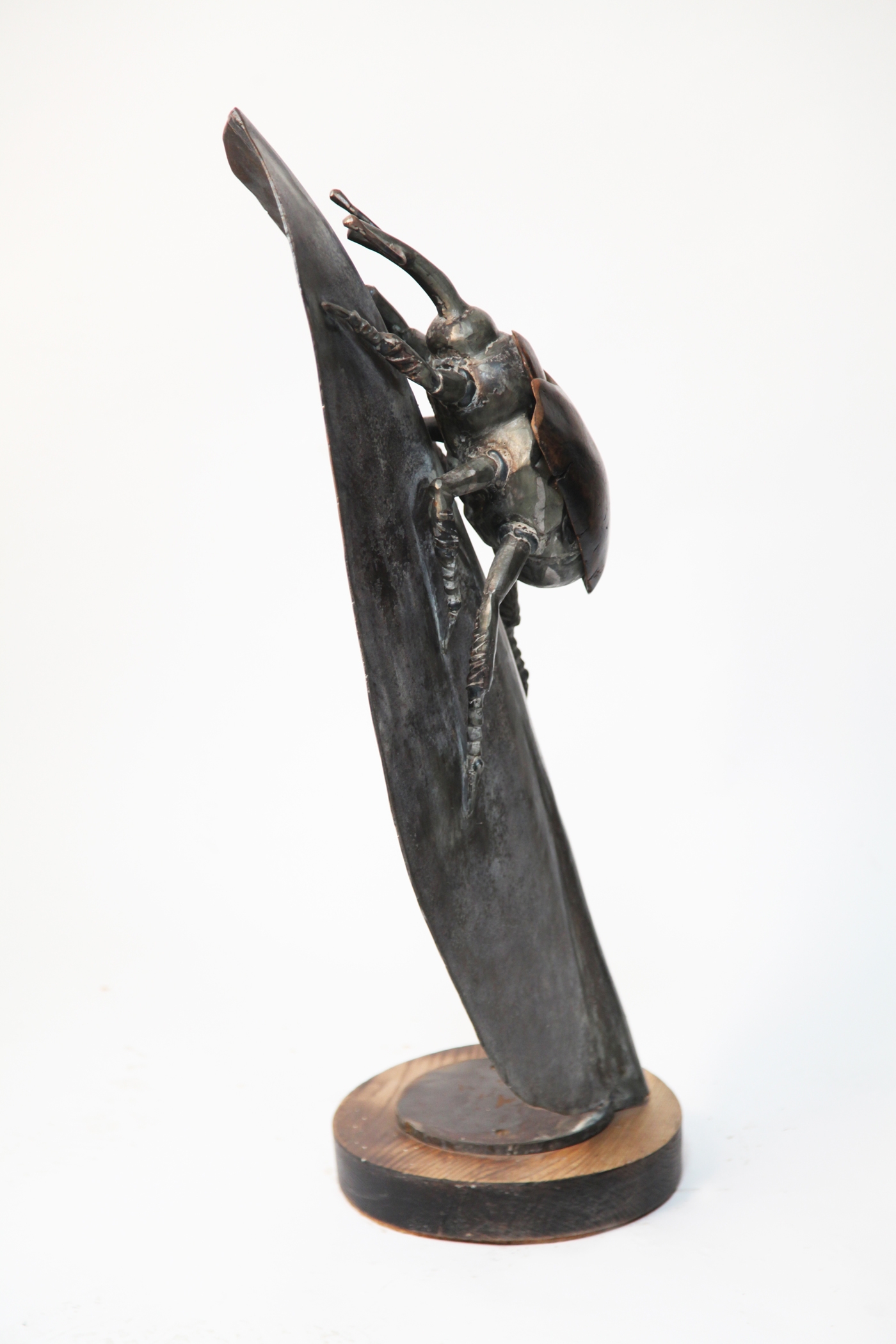 A bronze sculpture of a shield weevil on a leaf, mounted onto a wooden circle.