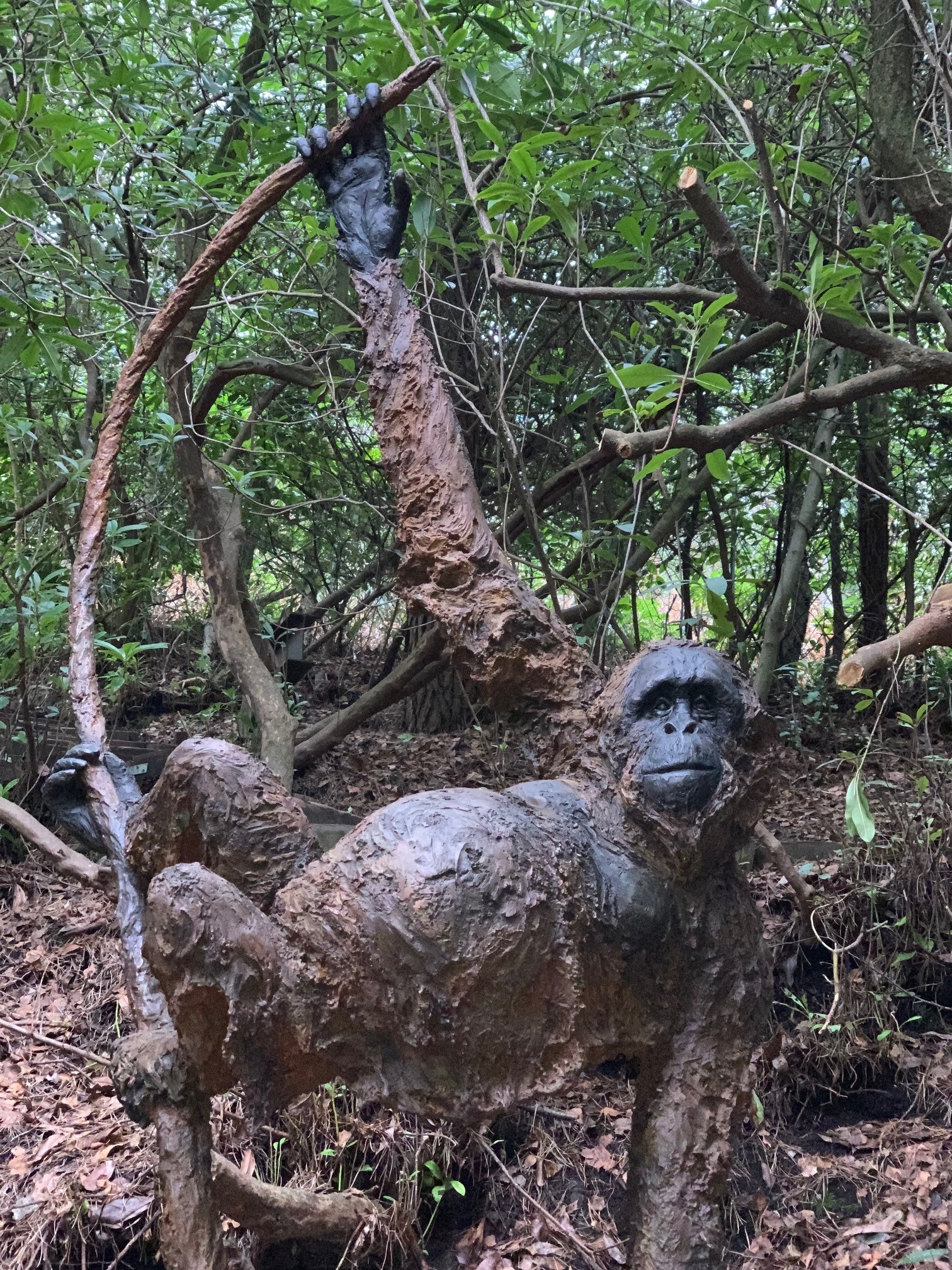 A bronze realistic sculpture of an Orangutan.