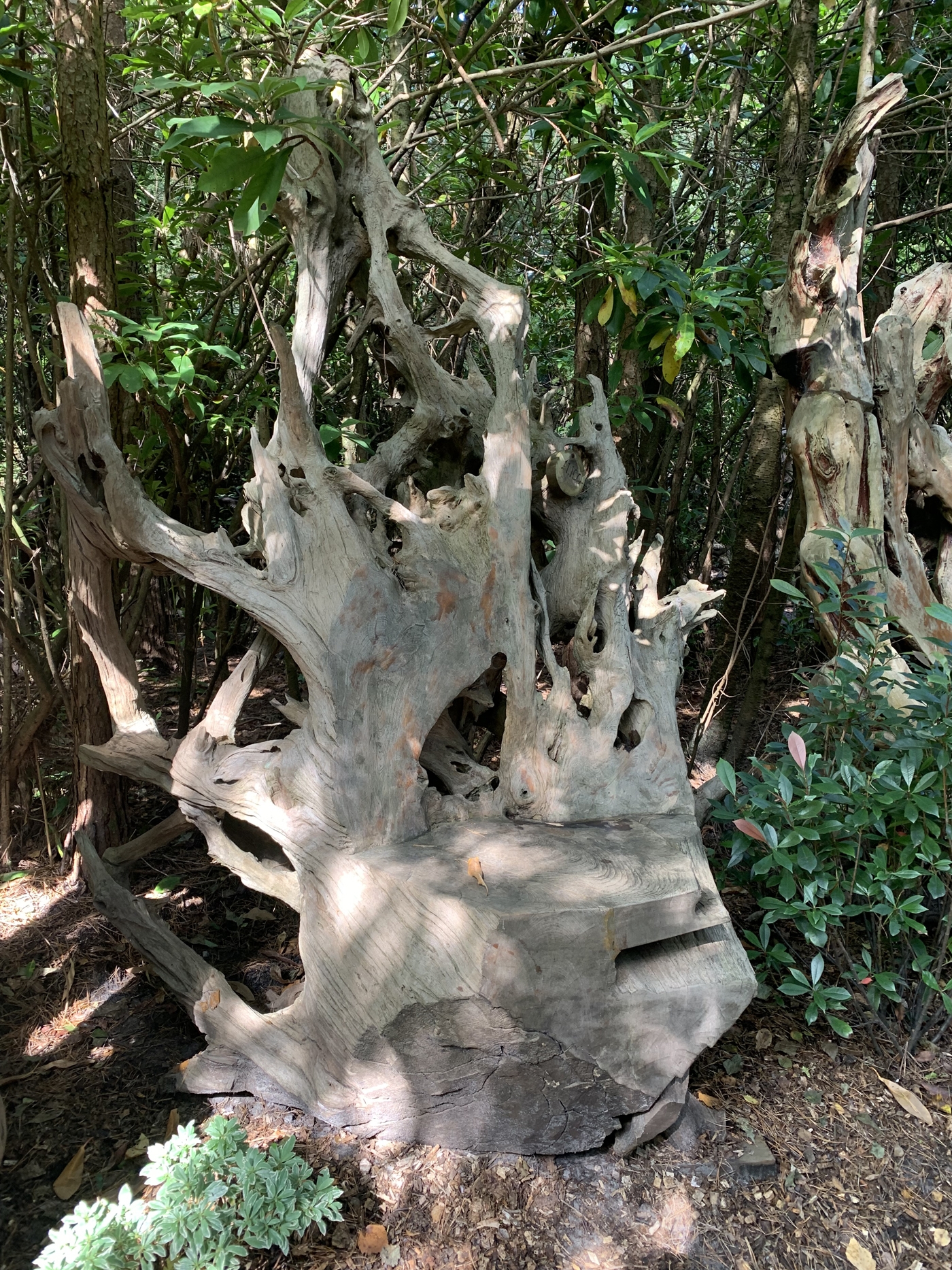 A furniture teak wood sculpture of a large chair made from a tree root.